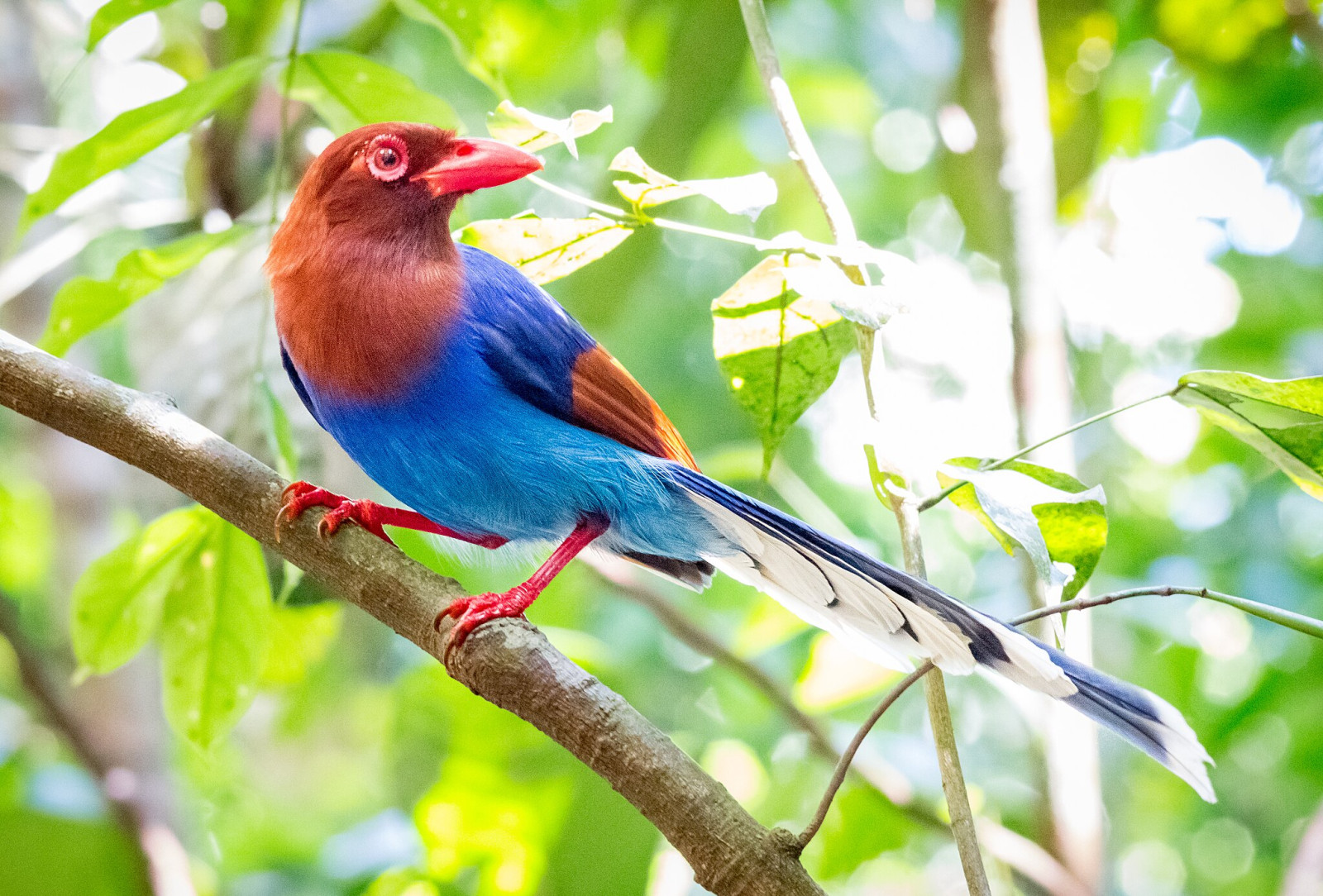 image Sri Lanka Blue-Magpie